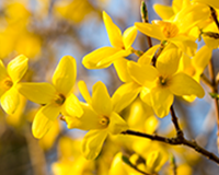 symbol_flower.png